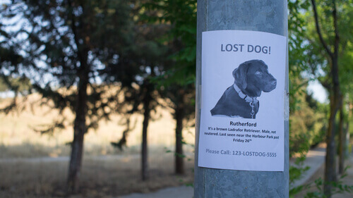 volantino per ritrovare cane smarrito