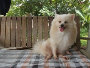 Il glaucoma nei cani