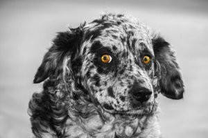 Carea Leonés, il cane pastore della penisola iberica