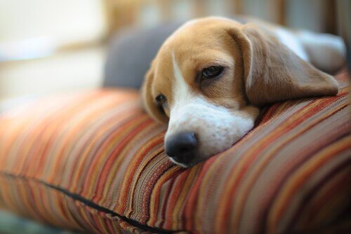 Beagle sdraiato sul divano 