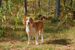 Cani del gruppo 6: classificazione della FCI