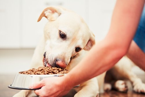 Il miglior mangime per cani: rapporto qualità-prezzo