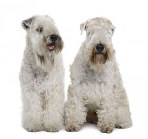 Conosciamo l'Irish Soft Coated Wheaten Terrier