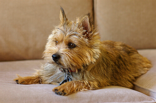 Norwich Terrier sdraiato sul divano 
