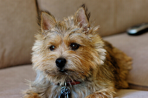 Norwich Terrier sul divano 