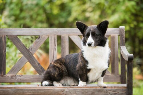 Welsh Corgi Cardigan sulla panchina