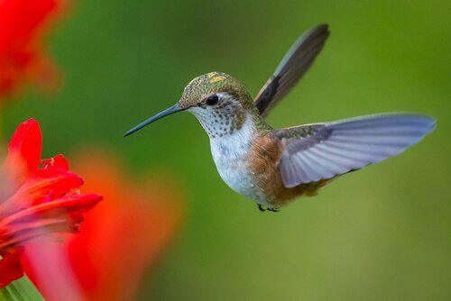 Scopriamo l’affascinante vita del colibrì