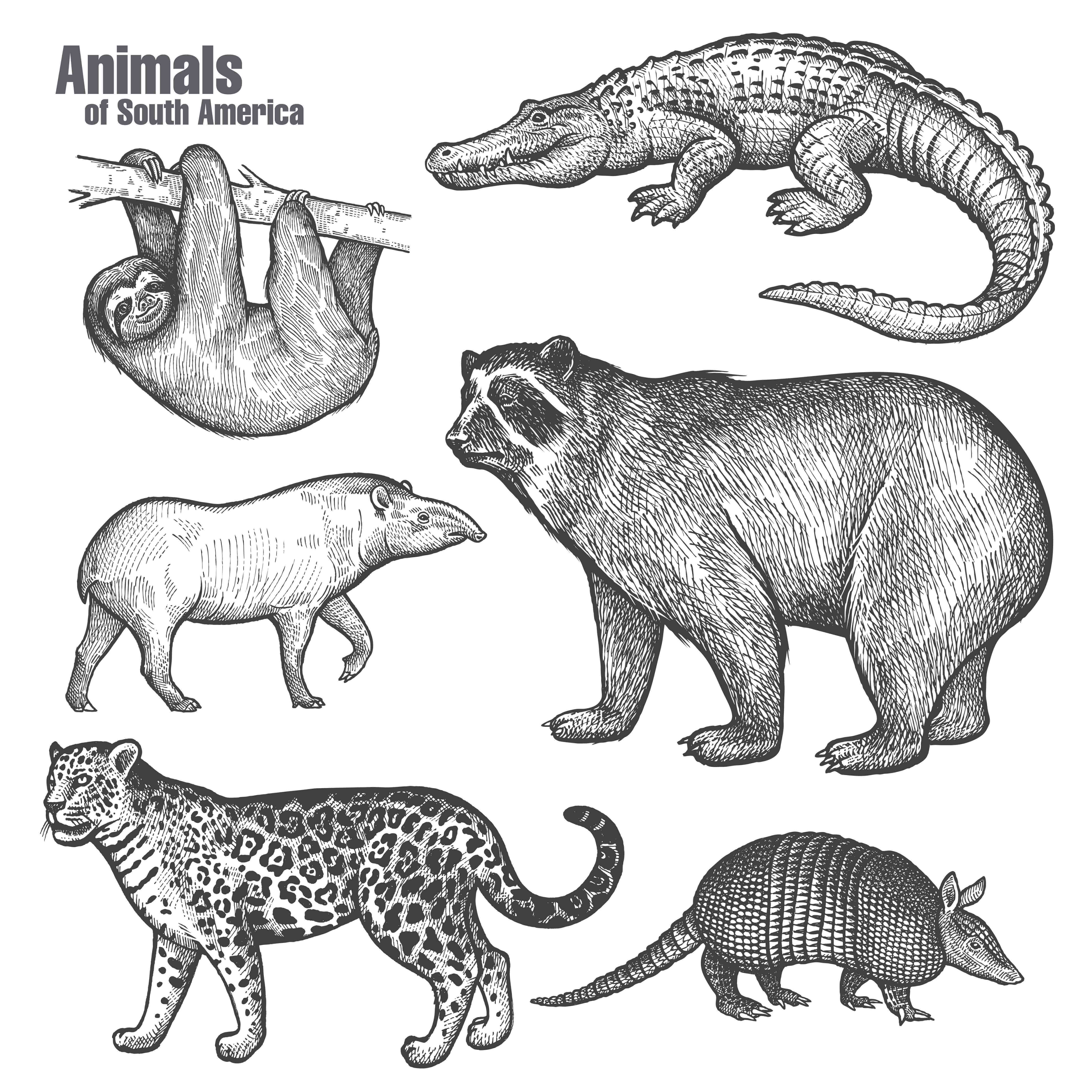 alcuni animali del sudamerica disegnati