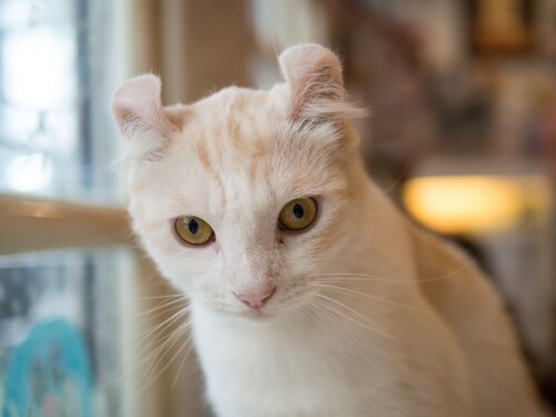 American curl color crema