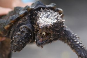 Ecco gli animali più antichi non ancora estinti