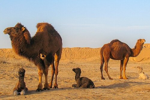 Animali che vivono nel deserto