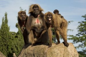 Babbuino Gelada: caratteristiche, comportamento e habitat