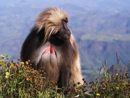 babbuino Gelada in mezzo al prato