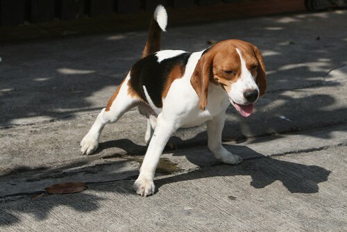 Beagle sul marciapiede 