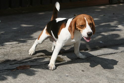 Beagle sul marciapiede