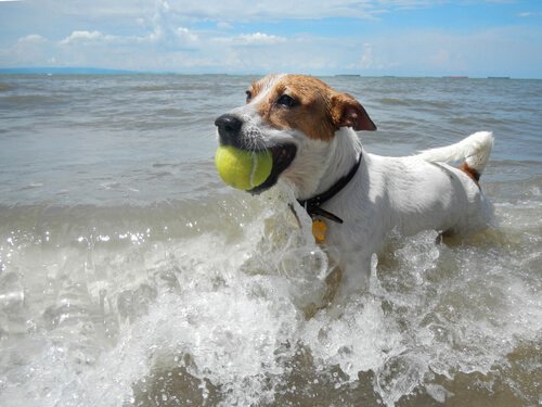 Cagnolino corre in mare con palla da tennis tra i denti