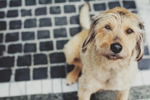 cane seduto per strada