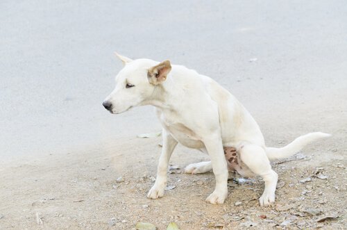 Cane che urina in spiaggia