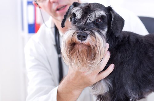 cane che viene visitato dal veterinario 