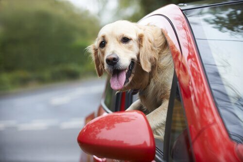 cane in macchina con testa fuori dal finestrino 