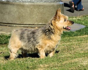 Conosciamo insieme il cane di razza Norwich Terrier