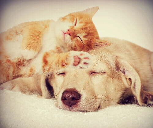 cane e gatto che dormono insieme 
