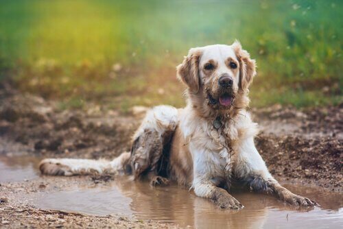 Come evitare il cattivo odore di cane bagnato