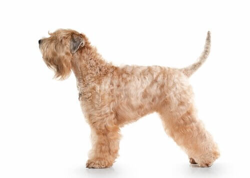 Irish Soft Coated Wheaten Terrier
