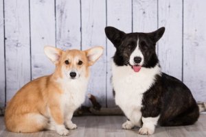 Conosciamo insieme il Welsh Corgi Cardigan