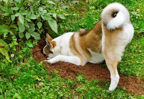 Cane scava buchi in giardino 