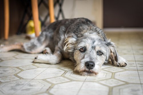 cane sdraiato triste sul pavimento