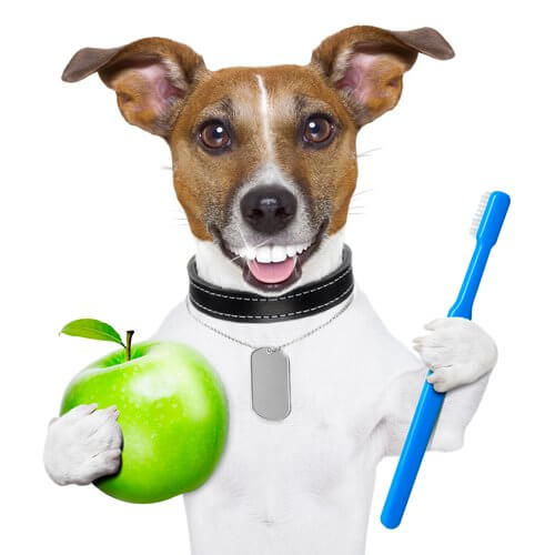 cane sorridente con spazzolino e mela