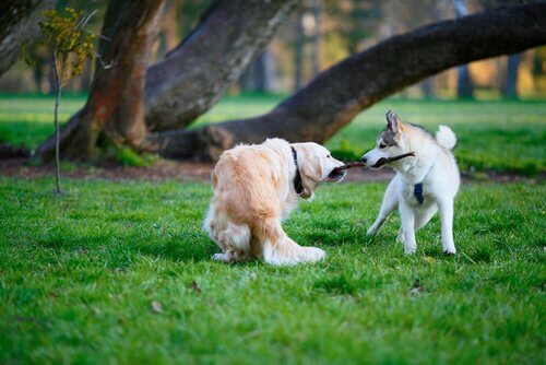 Cani che litigano per il bastone