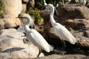 Airone cenerino: caratteristiche, comportamento e habitat