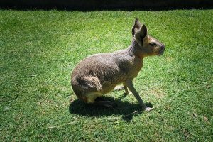 Marà o lepre patagonica: scopriamo tutte le caratteristiche
