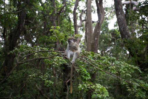 cercopiteco verde seduto su albero