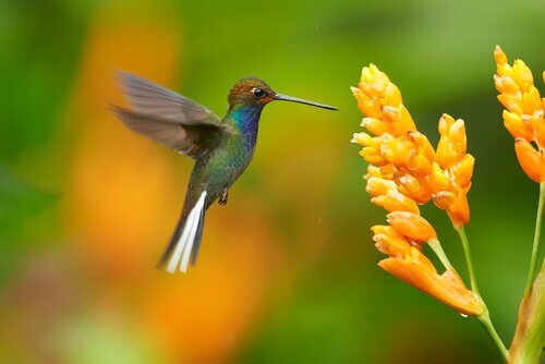 colibrì che becca fiore 