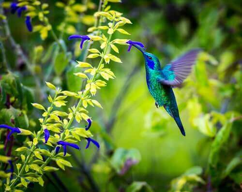 colibrì con fiore in bocca