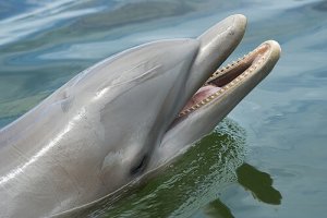 In che modo vengono addestrati i delfini?