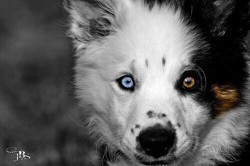 Cucciolo con occhi di colore diverso