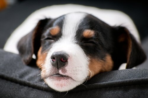 cucciolo di cane appoggia il muso su un cuscino