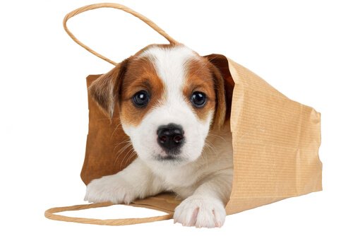 Come portare il cane in una borsa in modo sicuro