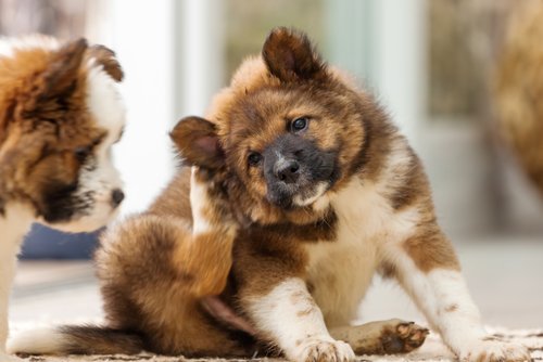 Prurito alle orecchie nei cuccioli: cause e trattamento