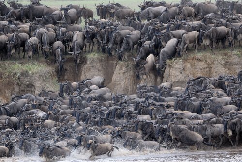 La grande migrazione nel Serengeti