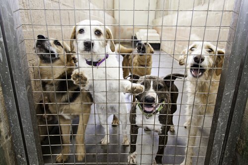 dei cani malnutriti chiusi in gabbia