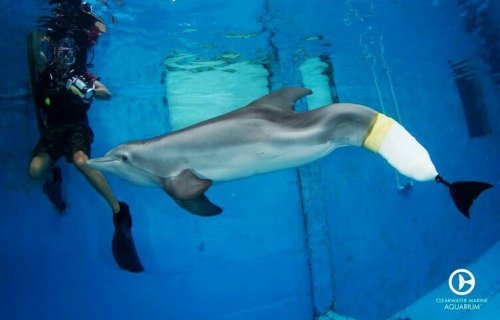 delfino Winter in acqua con protesi