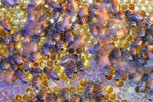 La struttura sociale delle api