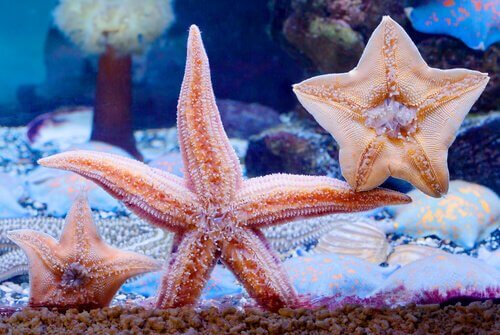delle stelle marine in un acquario domestico