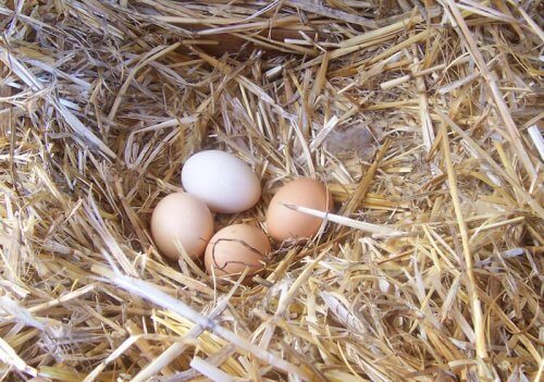 delle uova deposte in un nido