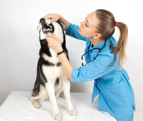dentista veterinaria osserva i denti di un cane